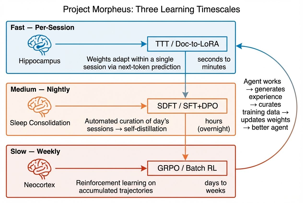 Diagram showing Morpheus's three learning timescales: Fast (per-session, TTT/Doc-to-LoRA, seconds to minutes), Medium (nightly, SDFT/SFT+DPO, hours), and Slow (weekly, GRPO/Batch RL, days to weeks). A feedback loop connects all three: agent works, generates experience, curates training data, updates weights, becomes a better agent.