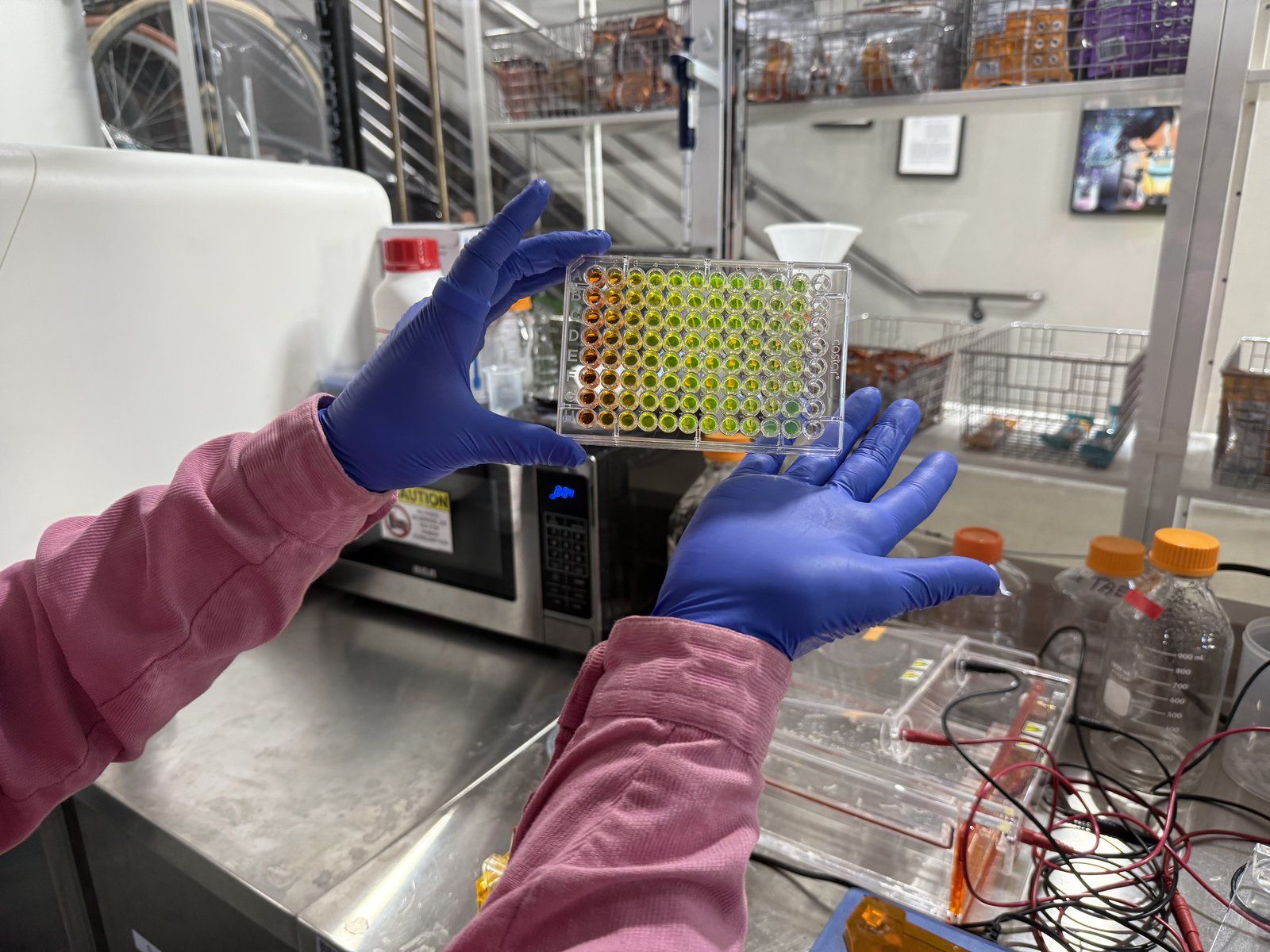 Purple nitrile-gloved hands hold a 96-well plate against a lab benchtop. Three columns of the plate show a bright yellow-to-green fluorescein concentration gradient under ambient light, with a fourth faint column visible further right. Hamilton liquid handler is visible behind to the left; shelves of lab supplies in the background.